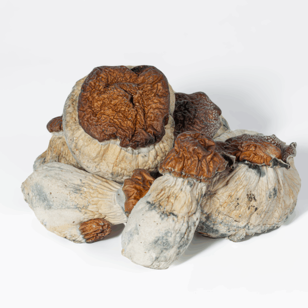 Bluey Vuitton Mushrooms