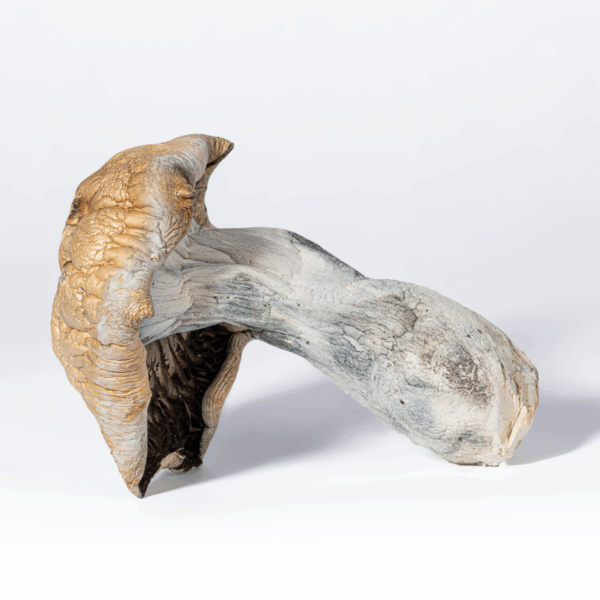 Code Blue Mushrooms