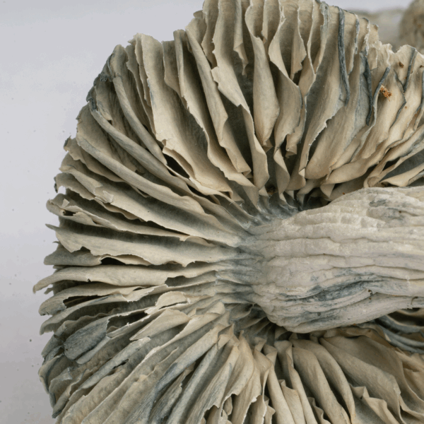 Treasure Coast Albino Mushrooms