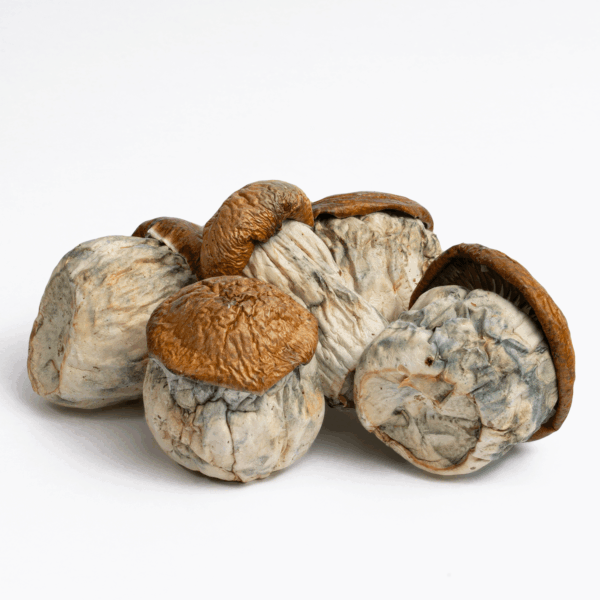 Dino Eggs Mushrooms