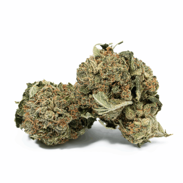 Glue Dream (AA)