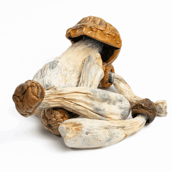 Makilla Gorilla Mushrooms