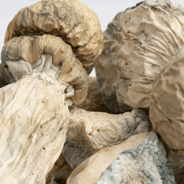 SV-13 Albino Mushrooms