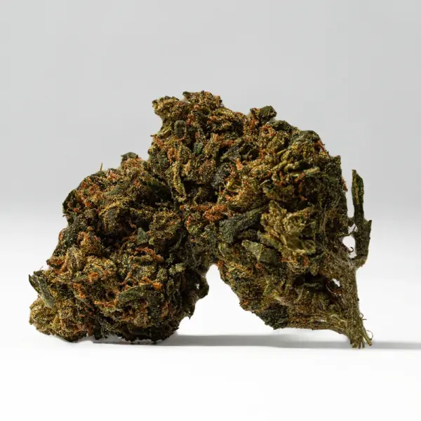 King Tut (AA)